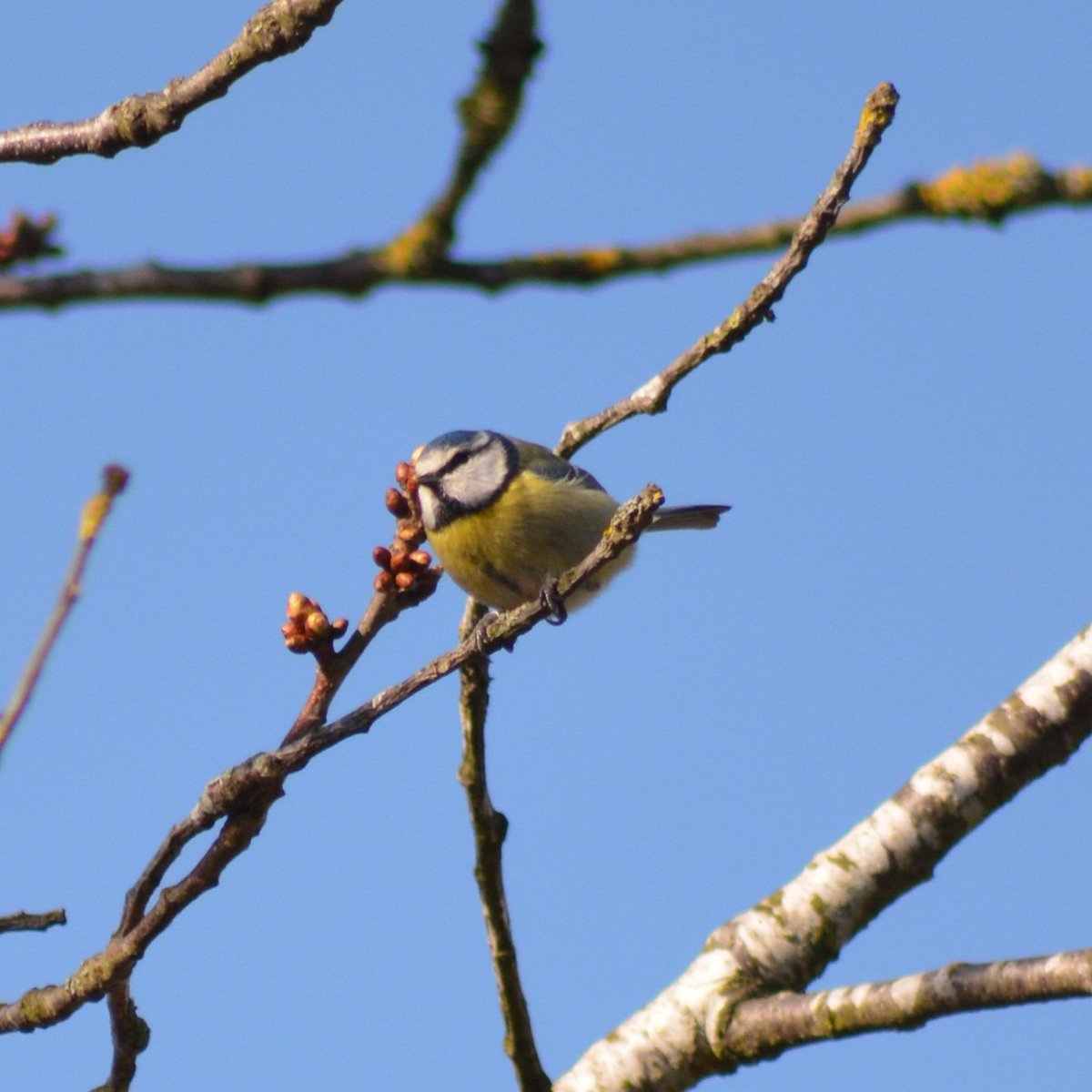 beastofbabylon's tweet photo. Bluetit next to the #Dighty in #Dundee #BirdSeenin2021 https://t.co/2xAdatgj9Y