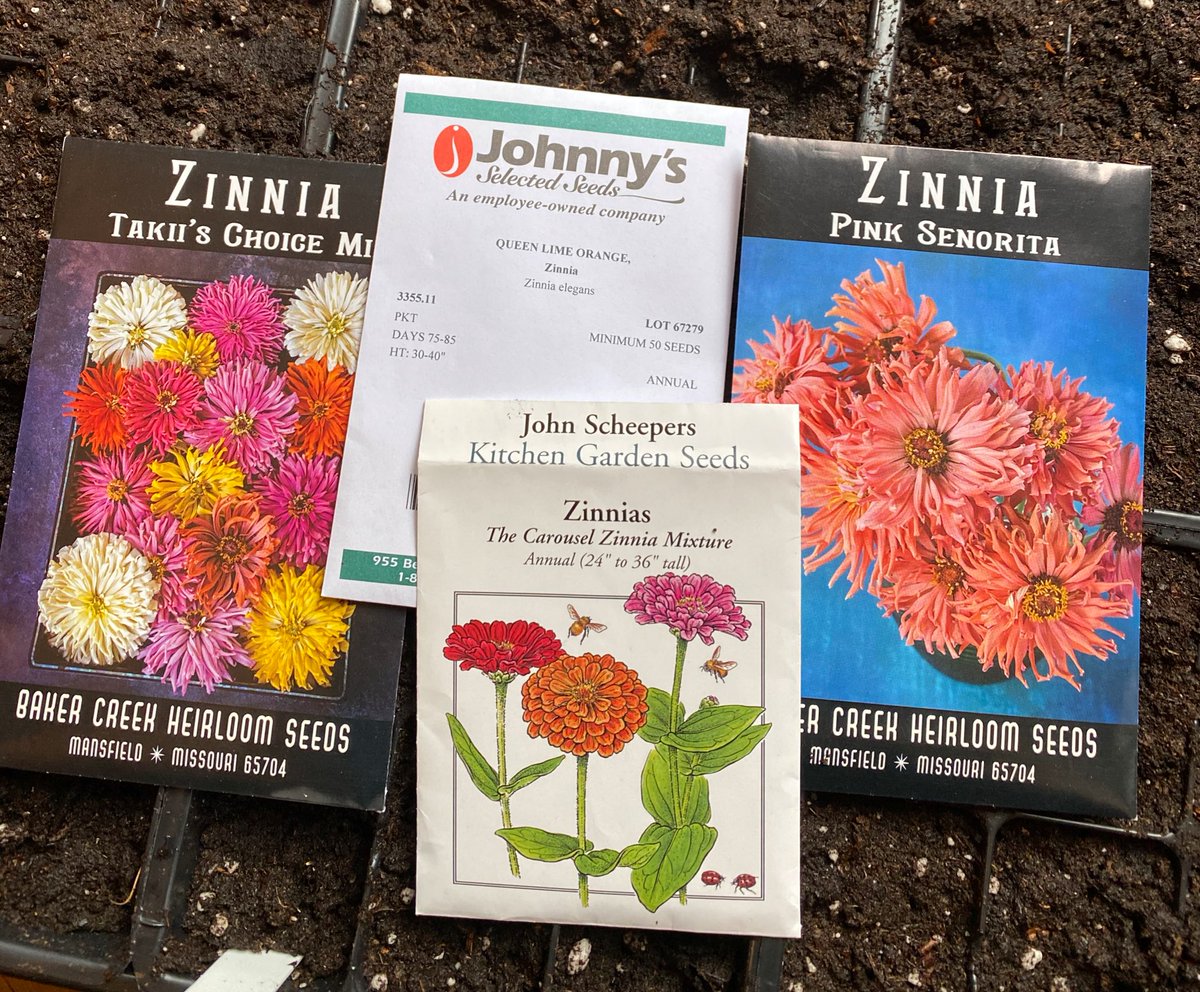 NikiJabbour's tweet image. Flower power! It’s now time for me to sow zinnia, cosmos, calendula and other annual flowers indoors. 🌸 Have you started any flower seeds yet?
