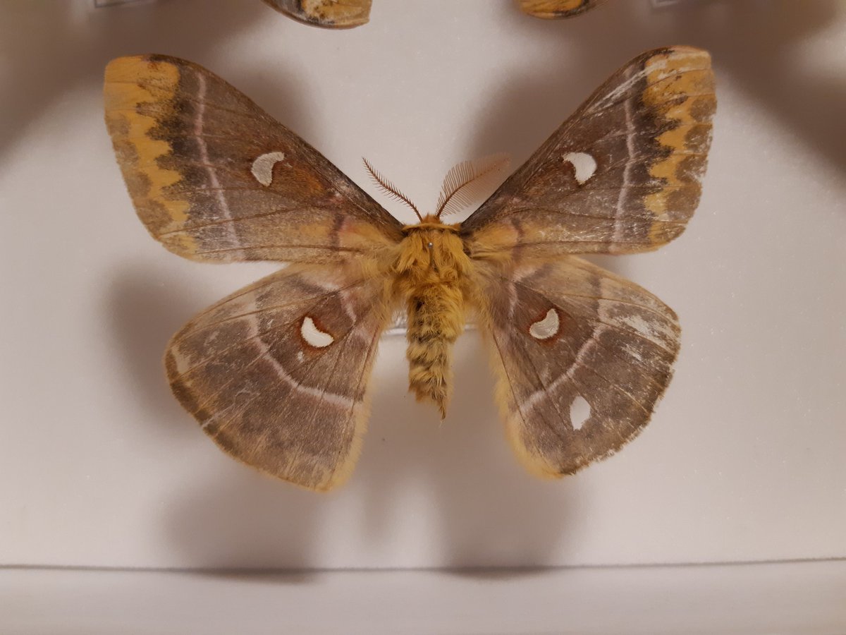 去年高山で捕まえたクロウスタビガ。
標本作ってる時に気づいた。
触角おかしくね？右が雄で左が雌っぽい。翅の模様は雌雄で大差ないみたいだし、果たしてこれはモザイクと呼べるのだろうか・・
モザイクだとしてもなんでよりにもよってクロウス
ウスタビガとかならもっとこういい感じにくっきりと・・