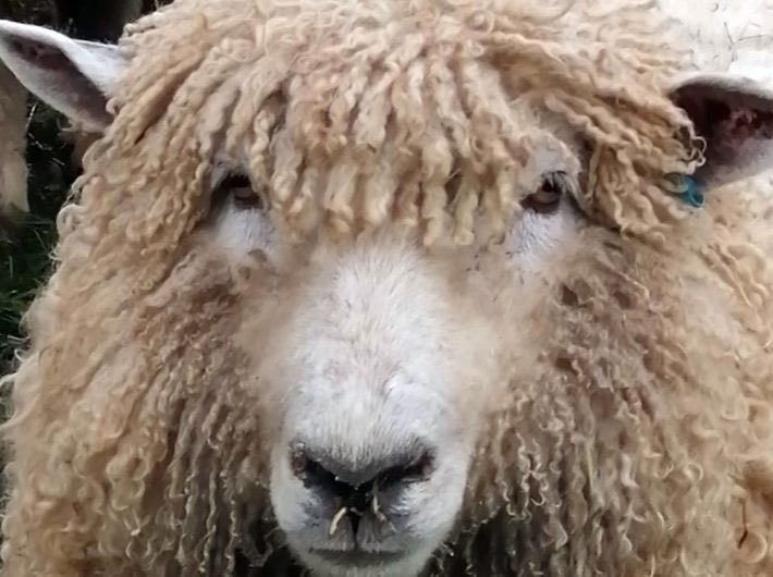 Happy Easter! Here’s our latest blog on the Lincoln Longwool by David Hodgson riverstourfestival.com/lincoln-longwo… #sheep #lincolnlongwool #rarebreeds #selfsufficiency #oldhallcommunity #textiles #wooltowns #suffolk