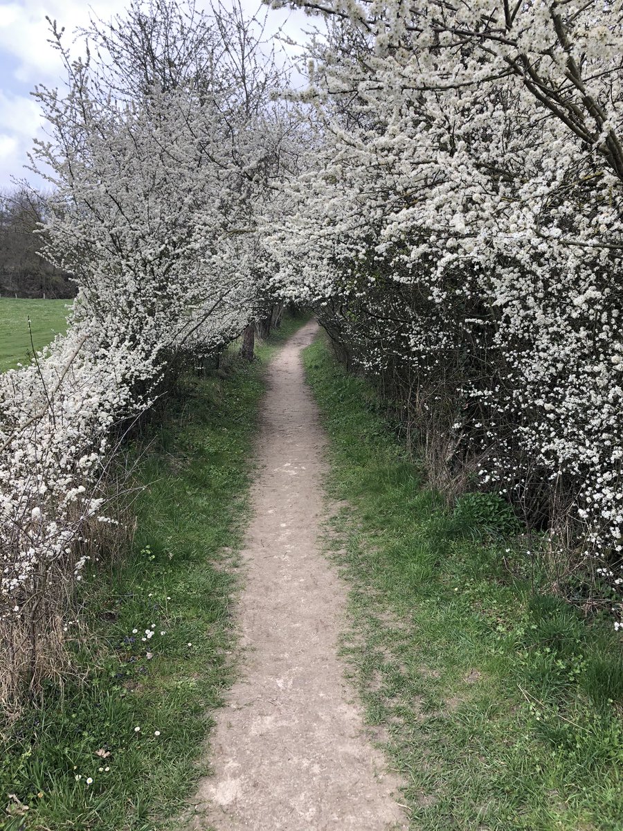 DesireeFlorie's tweet photo. Pasen 2021 in het #Heuvelland. https://t.co/uUEzukNpV4