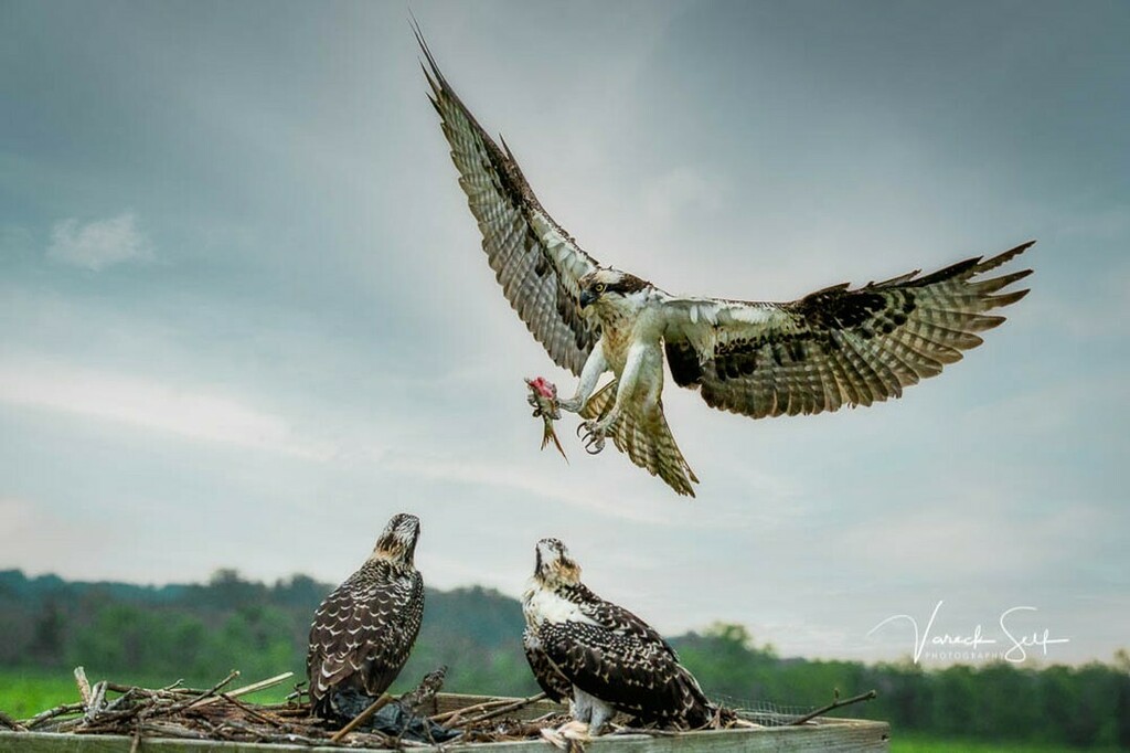 vrself's tweet photo. We're having fish for dinner.
#Osprey #FishEagle #FishHawk #PandionHaliaetus #SeaEagle #Birds #Nature #OspreyPacks #Wildlife #BirdsOfPrey #WildlifePhotography #Naturephotography #outdoor #birdsofinstagram #ospreysecond #ig #birdphotography #photograโฆ https://t.co/dNa0HOQjM5 https://t.co/h6IZvrq5m3