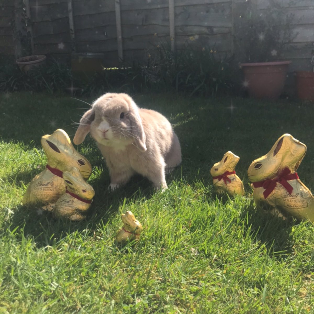 hoppy easter every bun!  remember a bunny is for life and not just for Easter 🐣🐰💖