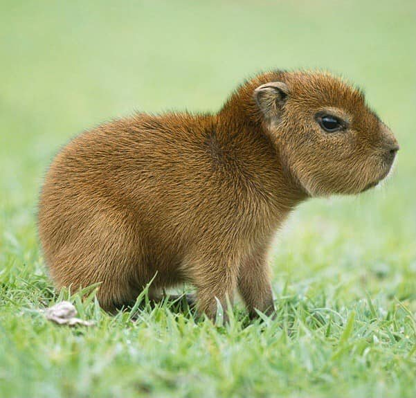 GoLoveAnimals's tweet photo. Hydrochoerus hydrochaeris https://t.co/j3dG160NM0