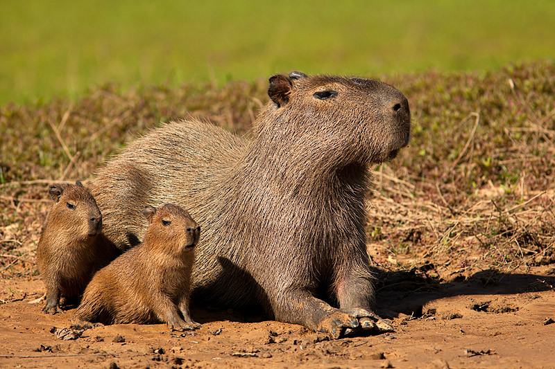 GoLoveAnimals's tweet photo. Hydrochoerus hydrochaeris https://t.co/j3dG160NM0