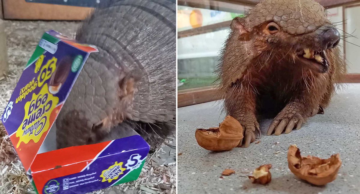 Large hairy armadillo, Gomez, was spotted tucking into some Easter treats today! Instead of the chocolate many of us have been eating, he enjoyed one of his favourite treats… walnuts! 😍#HappyEaster #Enrichment #Armadillo #BringingTheZooToYou