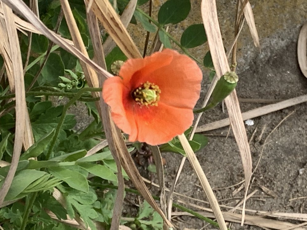 じい オレンジ色のヤバイ花 ナガミヒナゲシ 長実雛芥子 根と葉から周辺植物の生育を強力に阻害する物質を出しているらしい 一つの花実から1600個 Wikipedia もの種子を飛ばすので毎年やたらと増え続けている 特定 外来種には未だ指定されていない