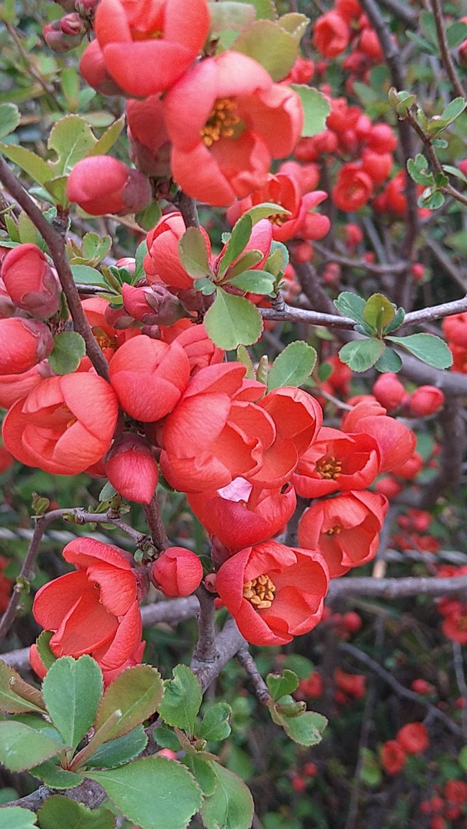 Uzivatel ピンクのねじ花 Na Twitteru ボケの花が咲き始めました 一本の木にピンク 白 赤が咲いてグラデーション が素晴らしいですよね 真っ赤な花もあでやかでいいですね ボケ 色とりどりの花