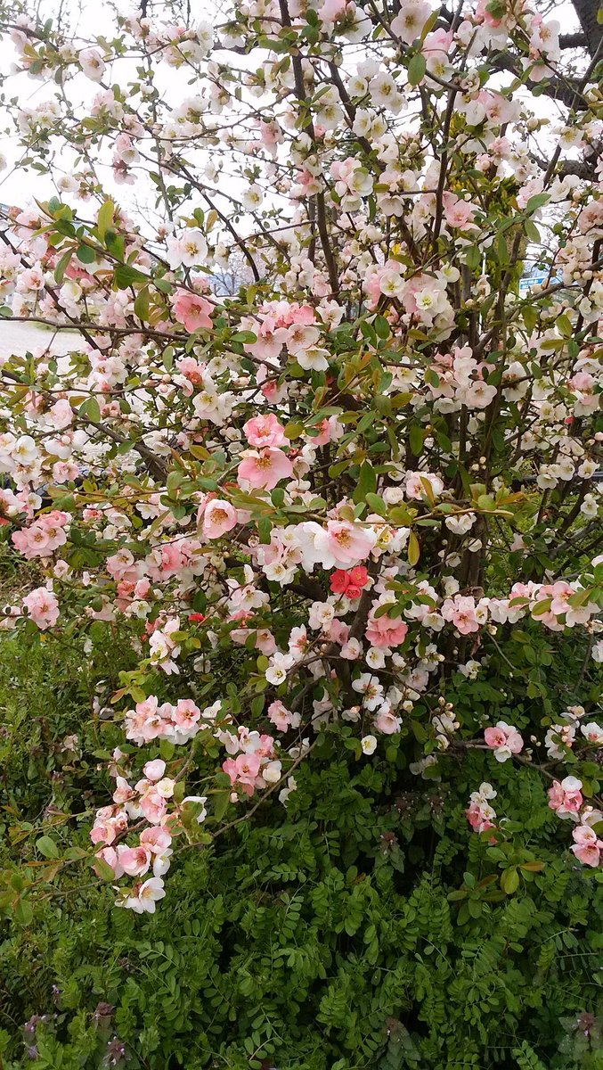 ピンクのねじ花 ボケの花が咲き始めました 一本の木にピンク 白 赤が咲いてグラデーションが素晴らしいですよね 真っ赤な花もあでやかでいいですね ボケ 色とりどりの花 ピンクのねじ花 ボケの花が咲き始めました 一本の木にピンク 白 赤が咲いてグラデーションが素晴らしいですよね 真っ赤な花もあでやかでいいですね ボケ 色とりどりの花