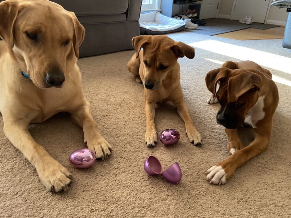 wagsformags's tweet photo. Happy Easter from our Wags family to you and yours! Let us know how your pups celebrate Easter with you all in the comments 🐰 https://t.co/Tt1GwMk3WD