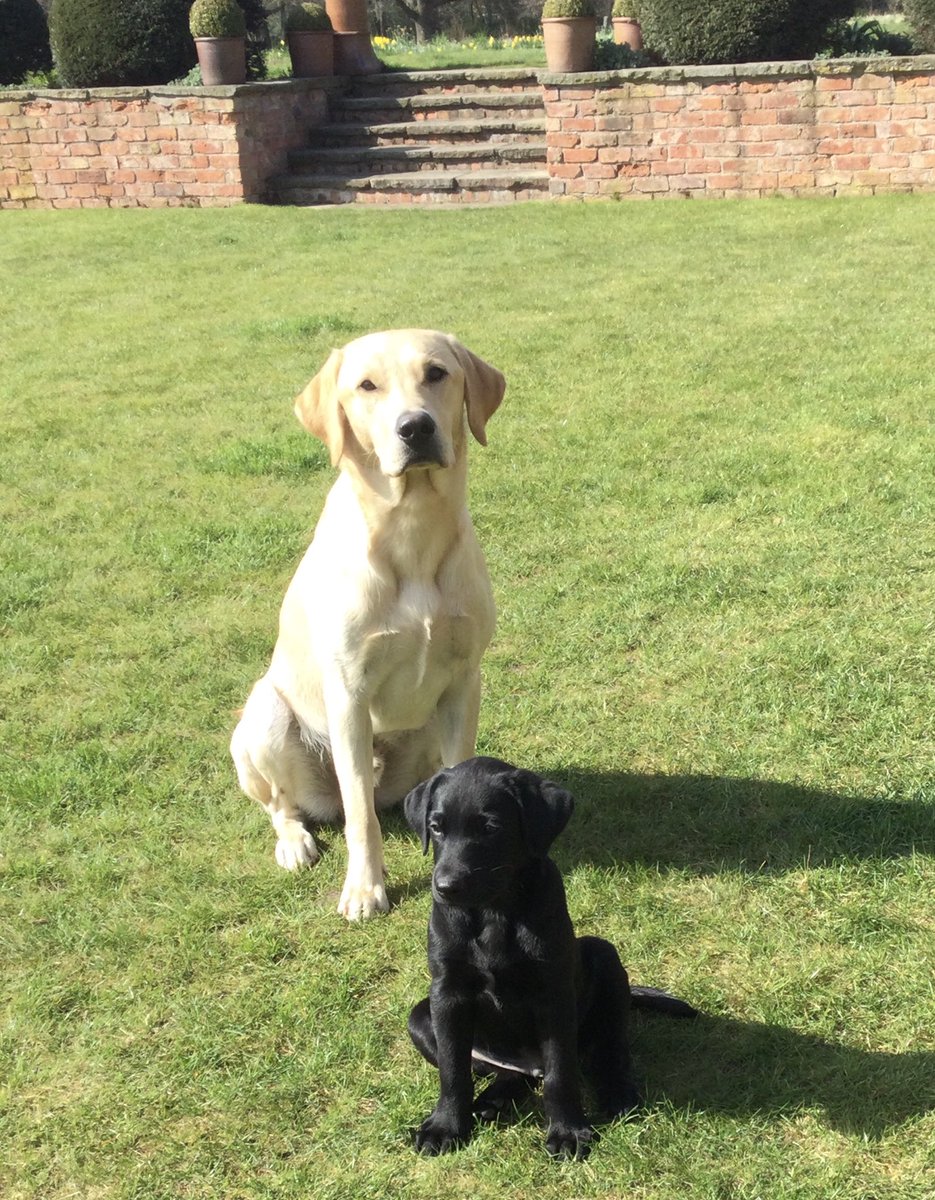 #andrewcotter has a lot to answer for! Had to get an Olive(Bear) for our Mabel (Wolf) 🖤🖤