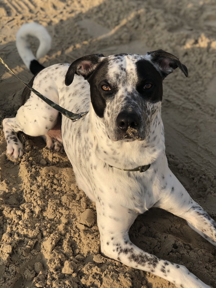 Woses is wed 
Viowets is bwue 
Pwease say hi to me
Because today I turns TWO!!
🥳🥳🥳
#dogsoftwitter #birthdaydog #rescuemutt #happybirthday #poetry