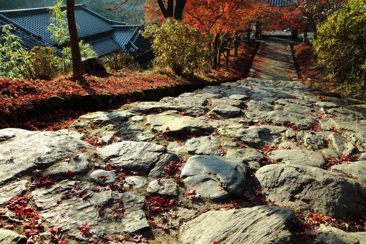 Yuppi Studio 写真部 秋月城跡の紅葉 福岡県朝倉市 12 秋月城跡 紅葉 福岡 朝倉市