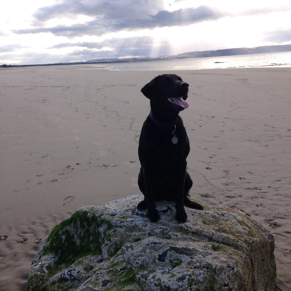 amcphersonafc1's tweet image. Easter Queen of the castle back where she loves it most #Supermo