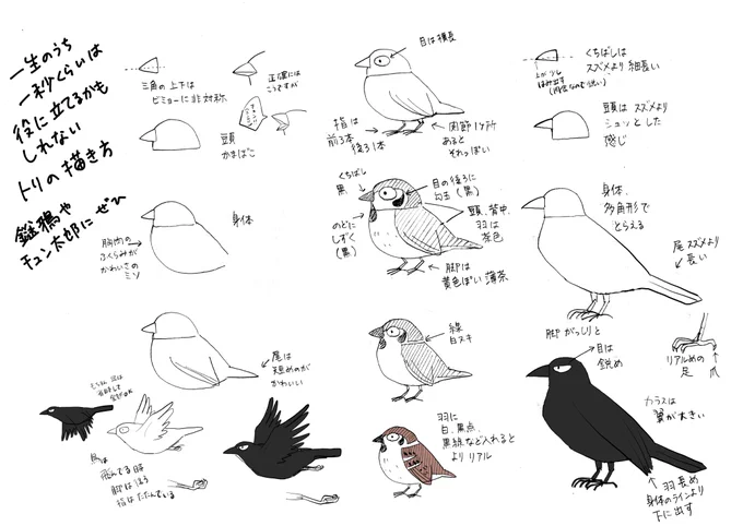 先日ある方と話していたら鳥っていまいちわからないと仰ったのでトリ好きとしては放っておけず描いてみました?よかったら鎹鴉やチュン太郎をぜひ 