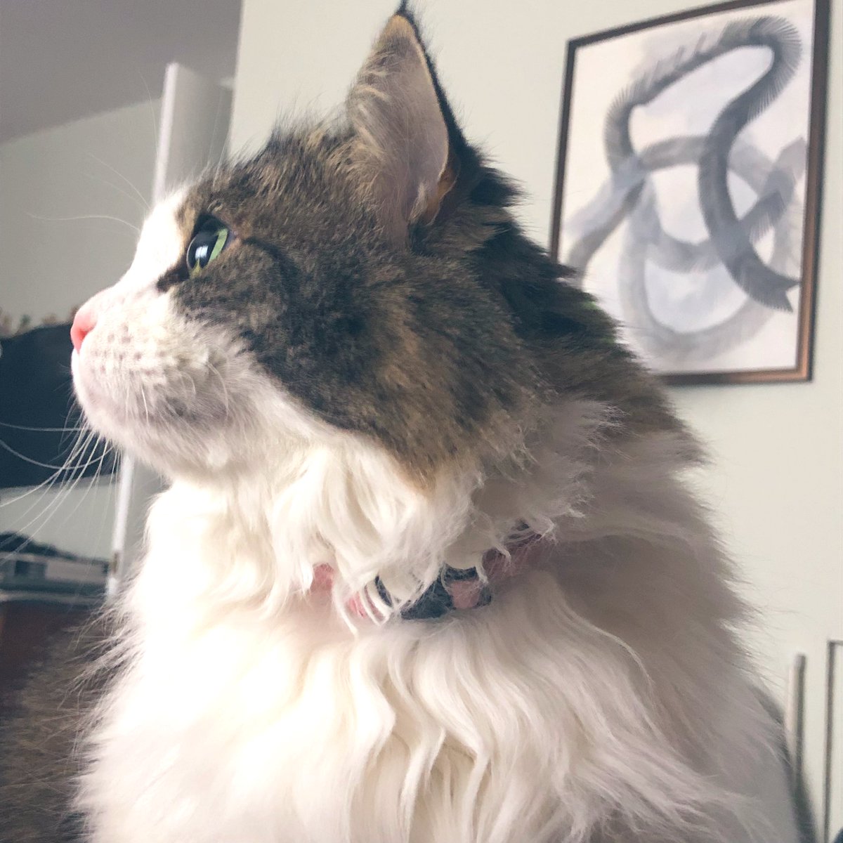 Puffy34911290's tweet image. So icy out there mum #CatsOfTwitter #icestorm #canadianSpring