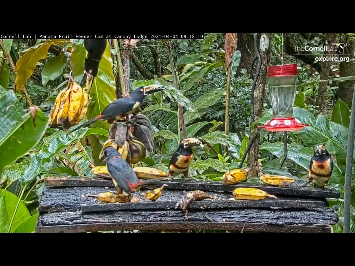 BadMoveNeil's tweet photo. Have not seen the Collared Aracaris in many days, and now we’ve got 5! @PanamaFeederCam https://t.co/5uFHnnQ6ga