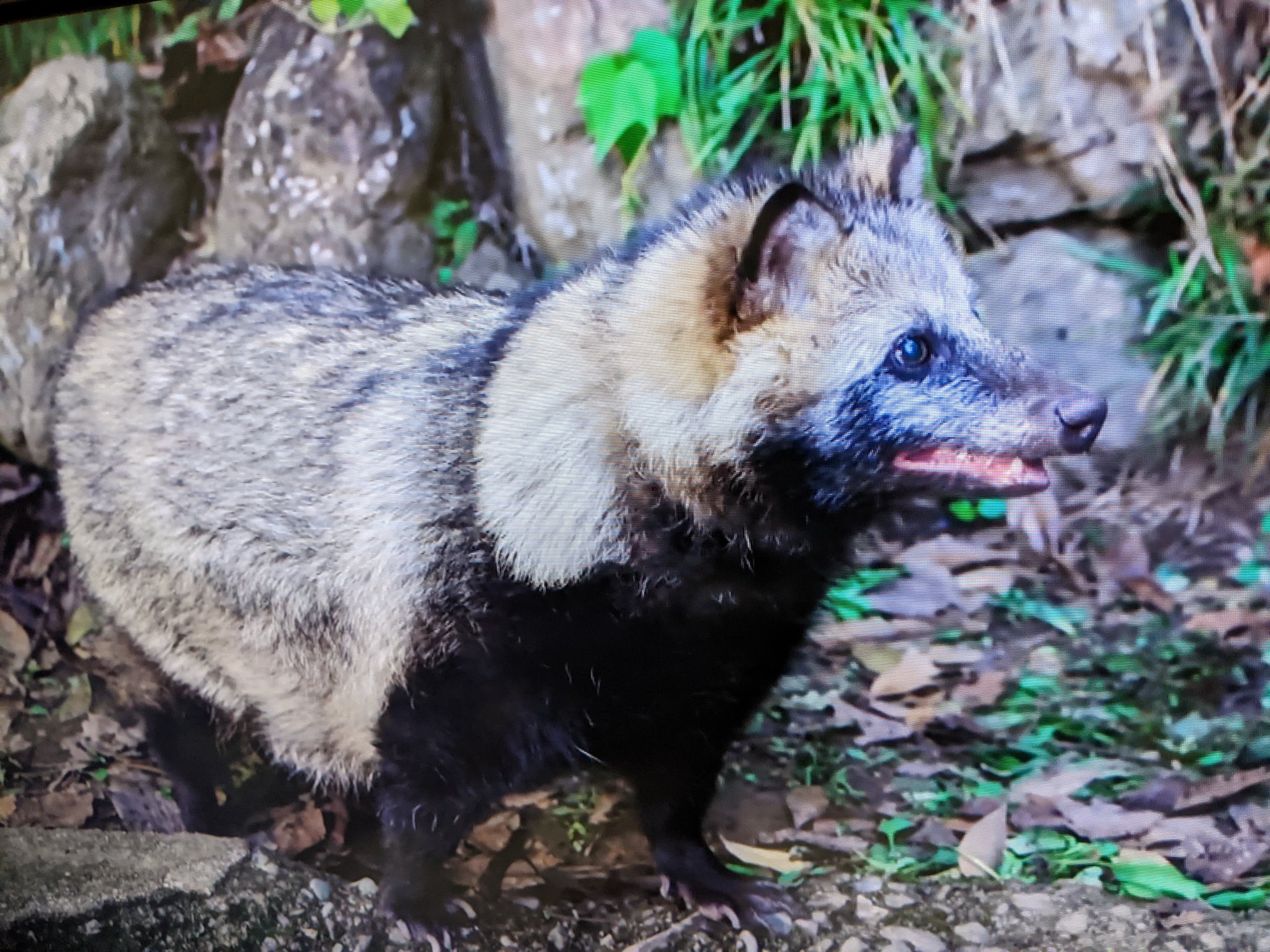 楽運犬 青天を衝け にタヌキが出演してましたね Nhk 大河への出演は 16年の 真田丸 以来の快挙です タヌキ 青天を衝け 真田丸