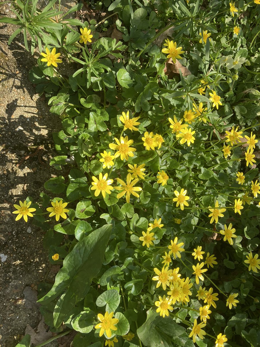 Happy Easter one and all from us and our fabulous carpet of Lesser Celandine. Happy bees and hoverflies 😊