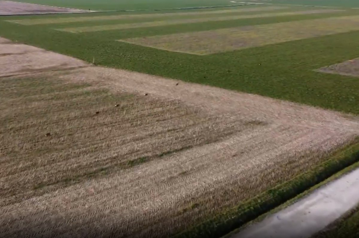 rob_televisie's tweet photo. Lander Appeltants is 14 jaar en maakte schitterende dronebeelden in #Oplinter van een verzameling reeën. Het eindresultaat, zie je vanavond in ons nieuws. #robnieuws #robtv https://t.co/x1bzO1M9oR