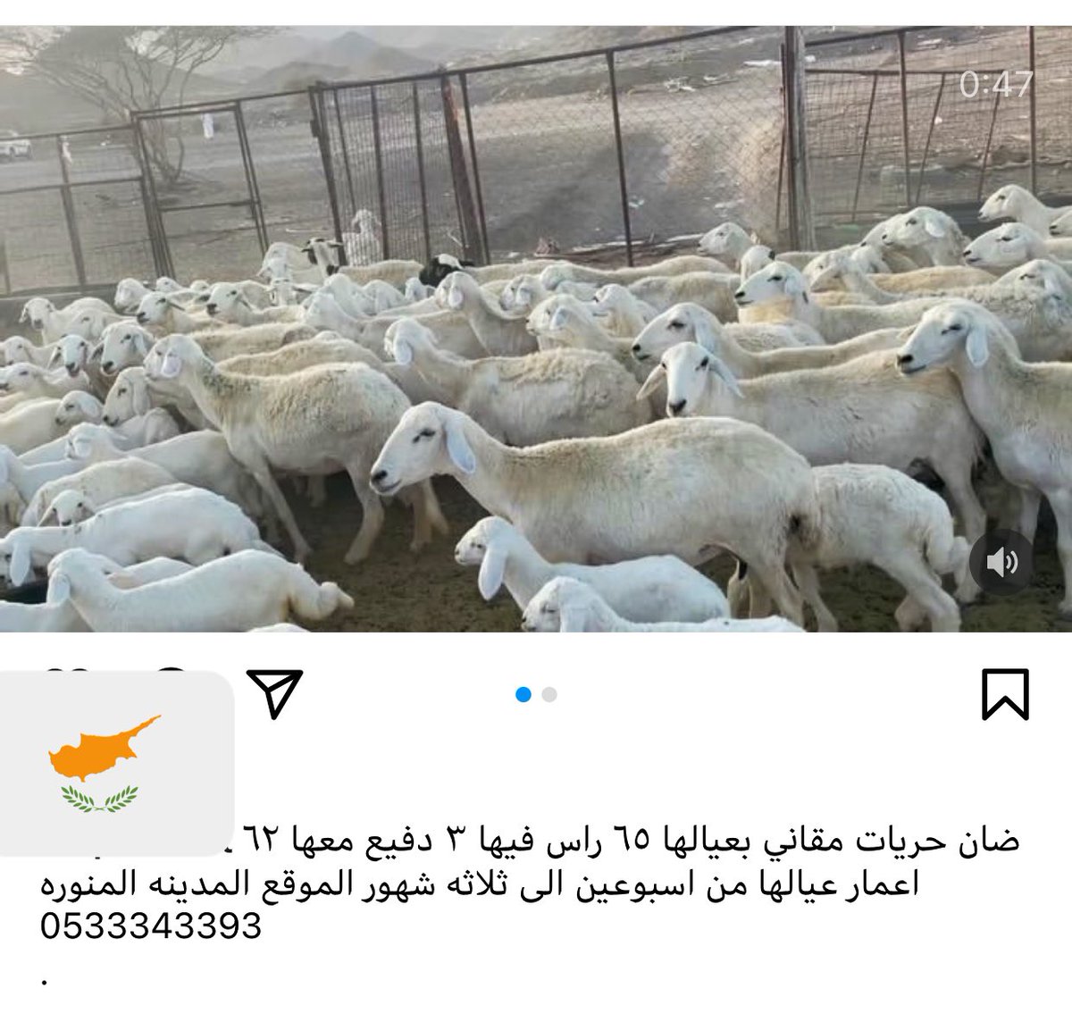 نعرض سلعتك tweet media