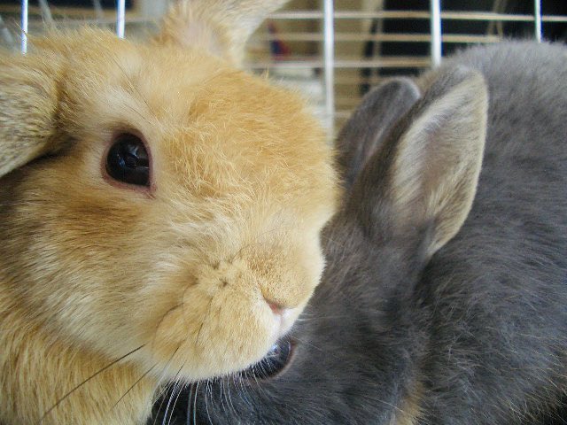 ManulaniHula's tweet photo. ☆Happy Happy Easter🐣

#easter #loveandmilk #rabbit #iwalanistyle #マヌラニ #うさぎ #ホーランドロップ #ネザーランドドワーフ https://t.co/J7tpDVE7FN