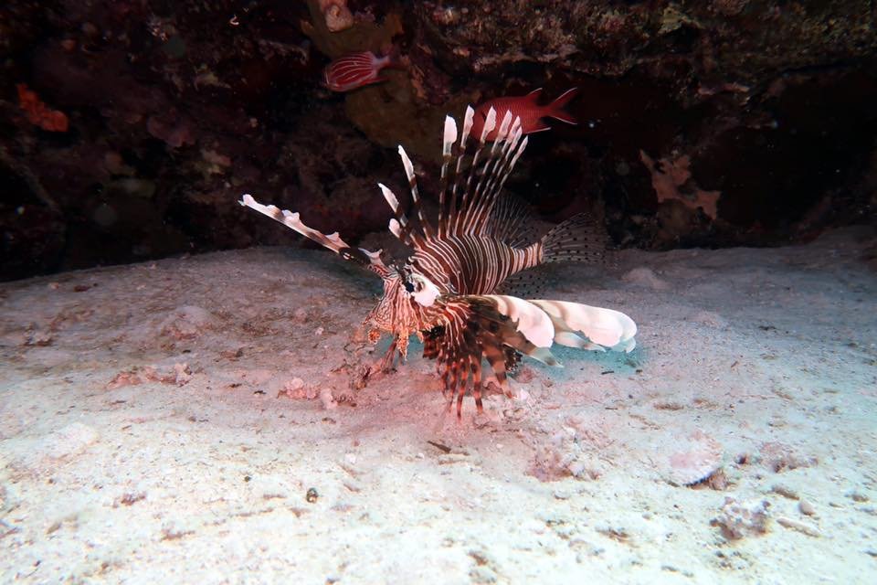 dive_bunnies's tweet image. The #lionfish is nocturnal, and females can lay up to 2million eggs each year after reaching sexual maturity! #scuba #divebunnies