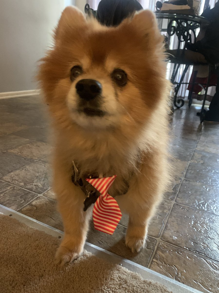 jpopagain's tweet photo. Happy Easter from the Easter Bowie 🐰😊❤️ #happyeaster #bowiethepomeranian #pomeranian #eastertie https://t.co/25Lw4kQrY9