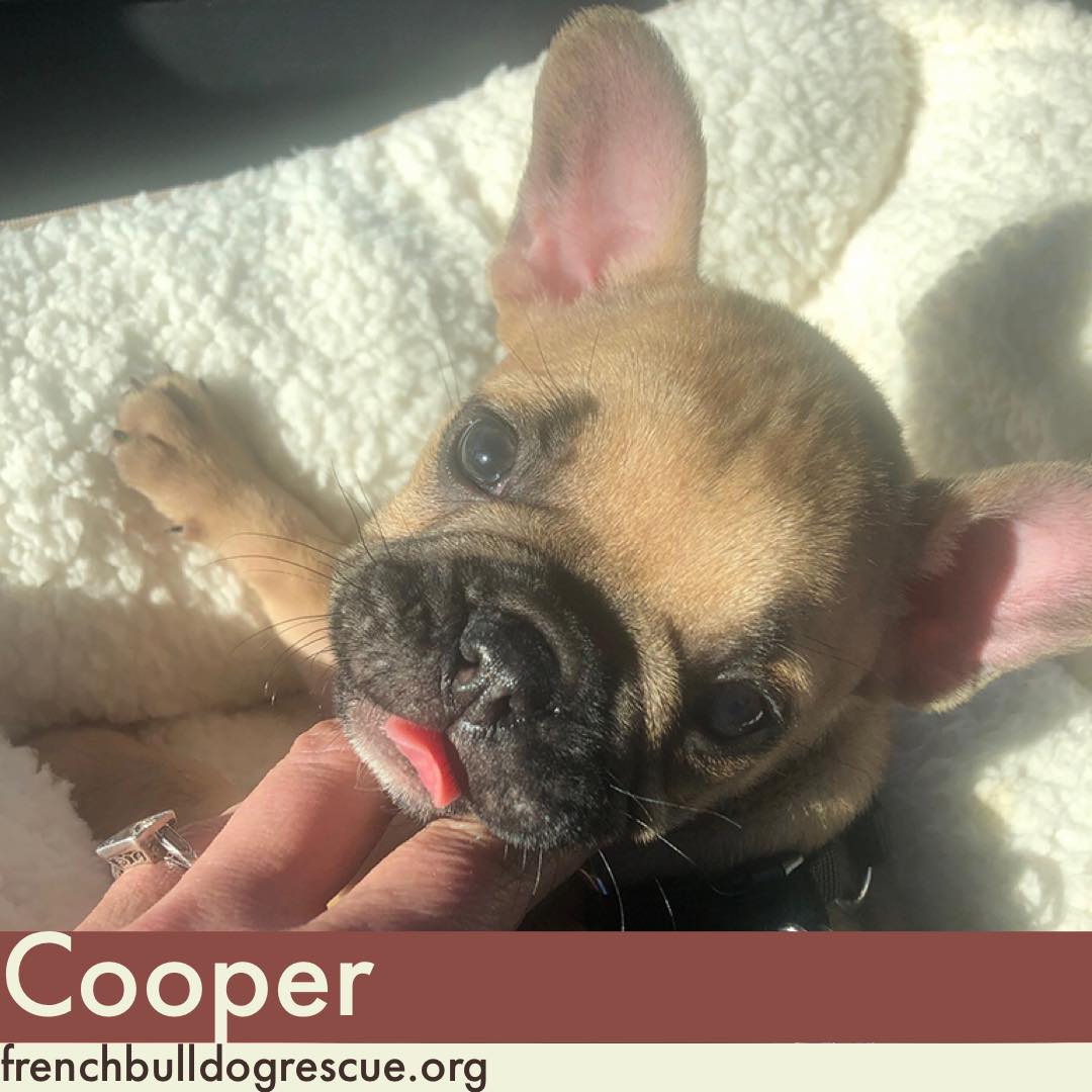 Please welcome Cooper! He's 11wks old &amp; 5lbs, so yes, a mini-Cooper!😂 Cooper is a very sweet boy who loves to eat, play, romp around the backyard, nap then repeat that sequence. He's settling into foster care &amp; will visit the vet soon for his intake exam.
bit.ly/FBRNfosterdogs