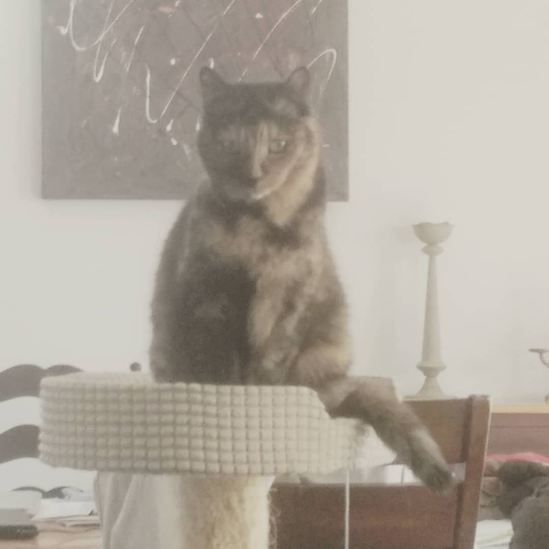 GarsDesVues's tweet photo. Me faire du capital (et recevoir des likes gratuits) grâce à mes pas-chattes.
Braves minounes. 
...
#Toutoune #Mia #ÉcaillesDeTortue #Orange #minettes #chats #chattes #cats #miaou #miaw #relaxing https://t.co/5iSpjevzlC