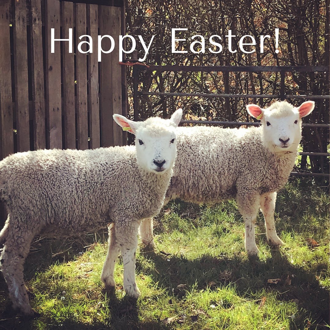 🐑SPECIAL DELIVERY!🐑We're looking after some orphaned and abandoned lambs over the next few months. They are a bit nervous but getting to know us and they are very cute! Our glampers will be able to visit them while staying with us.
#lovelambs #babylambs #devon #Easter #glamping