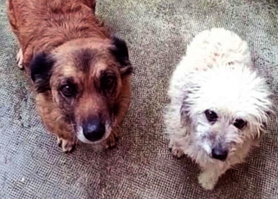 SosAbuelos1's tweet image. #NUBE mamá (10 AÑITOS) &amp;amp; #NINA hijita (5) LEÓN
Hay muchos adoptantes para Nina (la blanca), y su madre Nube quedaria olvidada por abuela y fea...
Pues no.. No sera asi.. pedimos adopción conjunta!!

Cariñosas.. Sociables, educadas

hotelcaninolaslomas@gmail.com