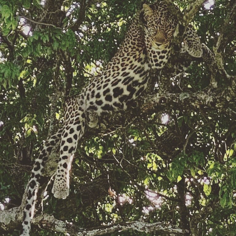 #CatsOfTwitter #leopard ..Maasai Mara