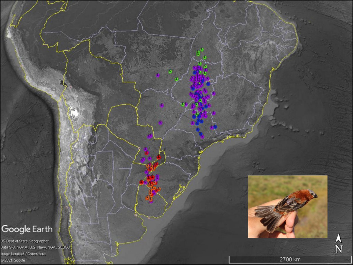 JonasRosoni_87's tweet image. Here I show unfiltered information from a #geolocator recovered from a Chestnut Seedeater (each color a month), a study that is being developed in southern Brazil with funding @ruffordgrants and support @AnimalUfrgs | #migration #birds #grasslandbirds #migconnectivity