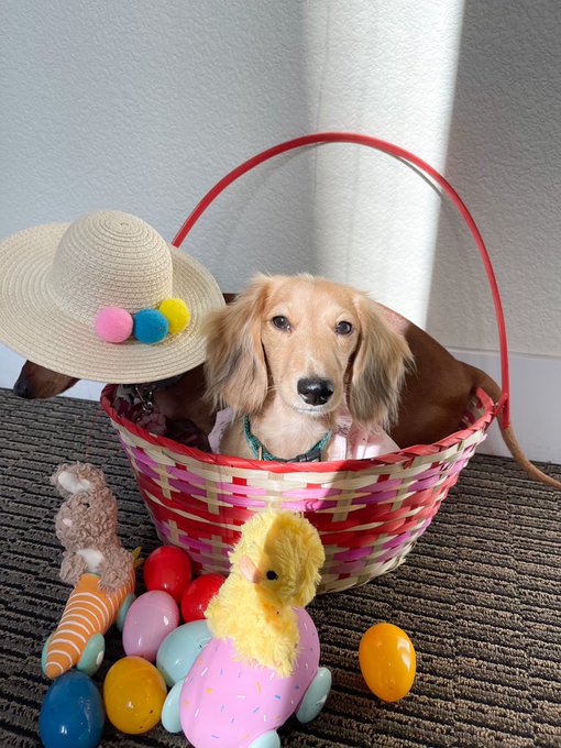babies first easter 🐣 💕 https://t.co/cOKasRX2u1