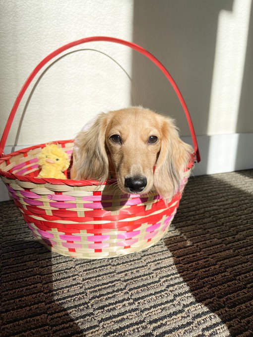 babies first easter 🐣 💕 https://t.co/cOKasRX2u1