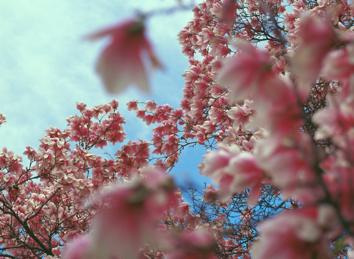 StoffelMatt's tweet image. Spring time

#kodak #ektachrome #e100vs #mediumformat #film #filmcamera #filmphoto #filmphotography #filmfeed #filmcommunity #filmforever #analogphotography #analog #analogue #buyfilmnotmegapixels #120film #35to220 #ishootfilm #slidefilm