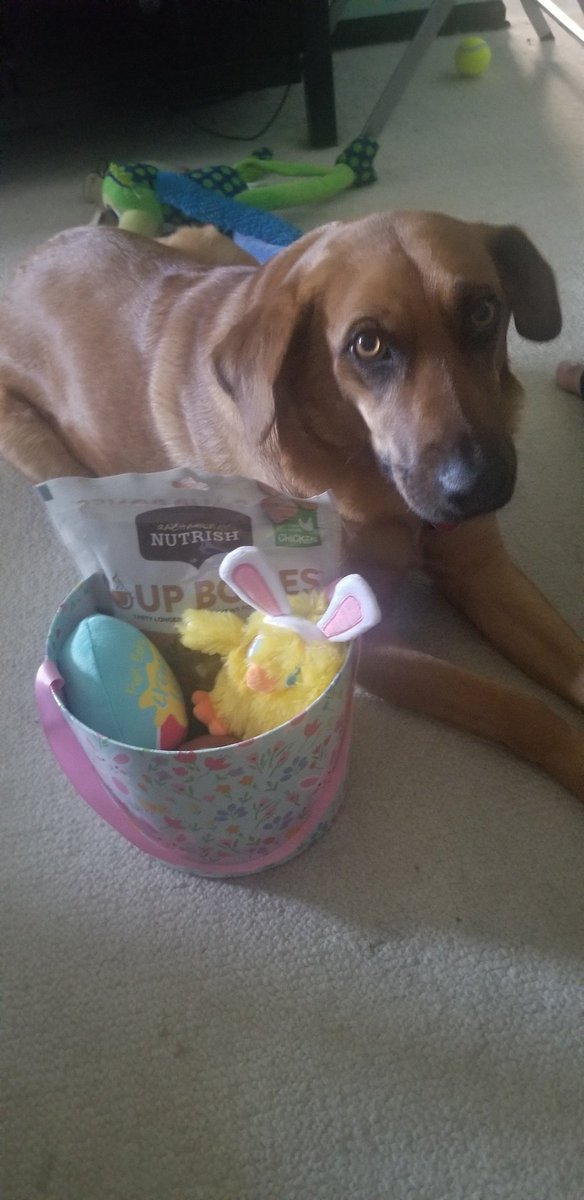 kdweeb1234's tweet photo. Daphne says happy easter! 🐰 https://t.co/WEz9l54oHF
