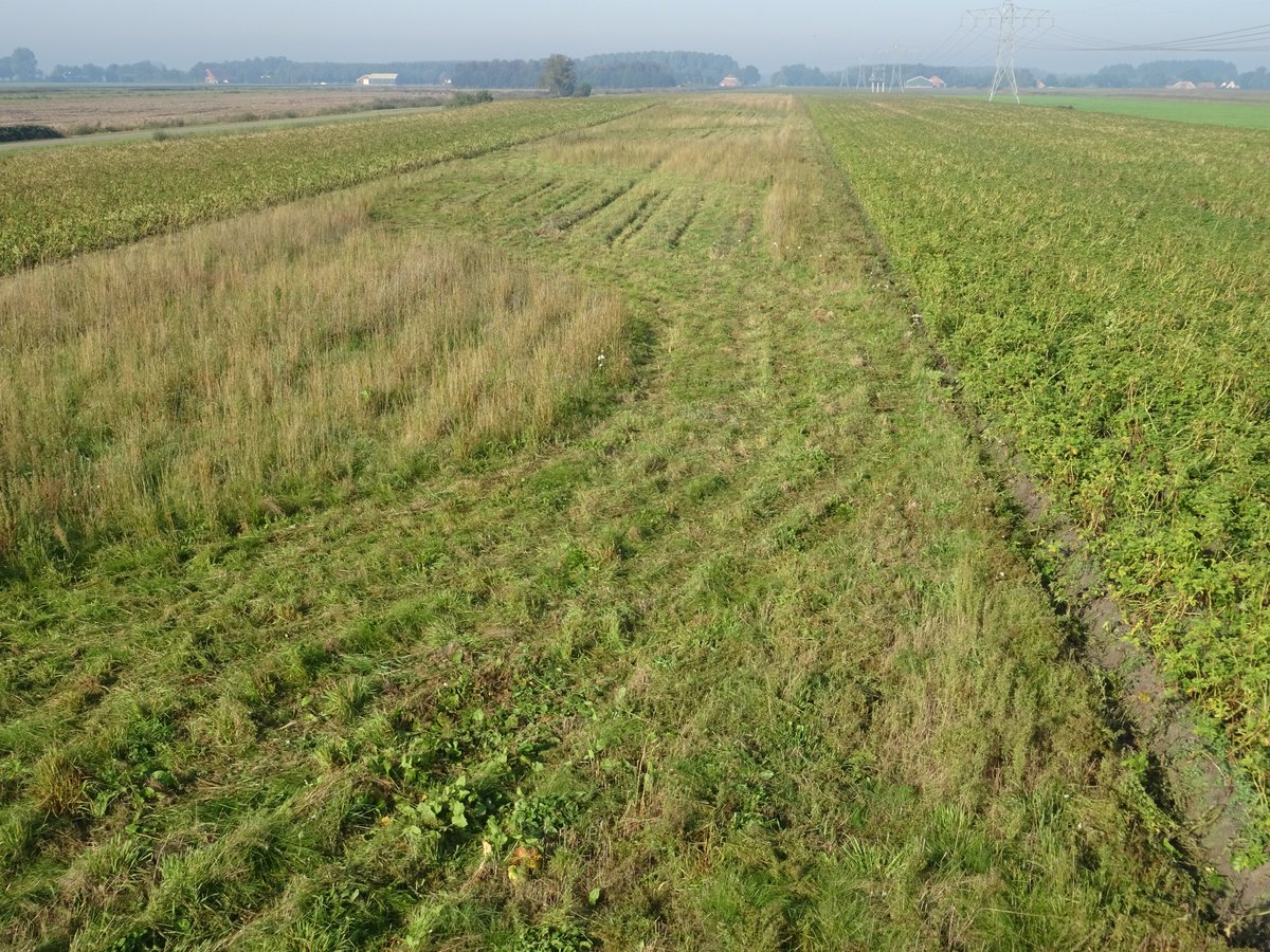 PHMulder1's tweet photo. @NatureTodayNL Mooi onderzoek!
Tegen veronkruiding (distels, brandnetels, bijvoet) maar ook #vergrassen met behoud v open structuur na 10jr oplossingsrichting gevonden:
Haal bodembedekkend gras uit mengsel,
leg #strook middenin perceel.
Zaai 14 ipv. 20kg/ha, daarbij haalt verschralen niets uit. https://t.co/qHRwKRjsV5