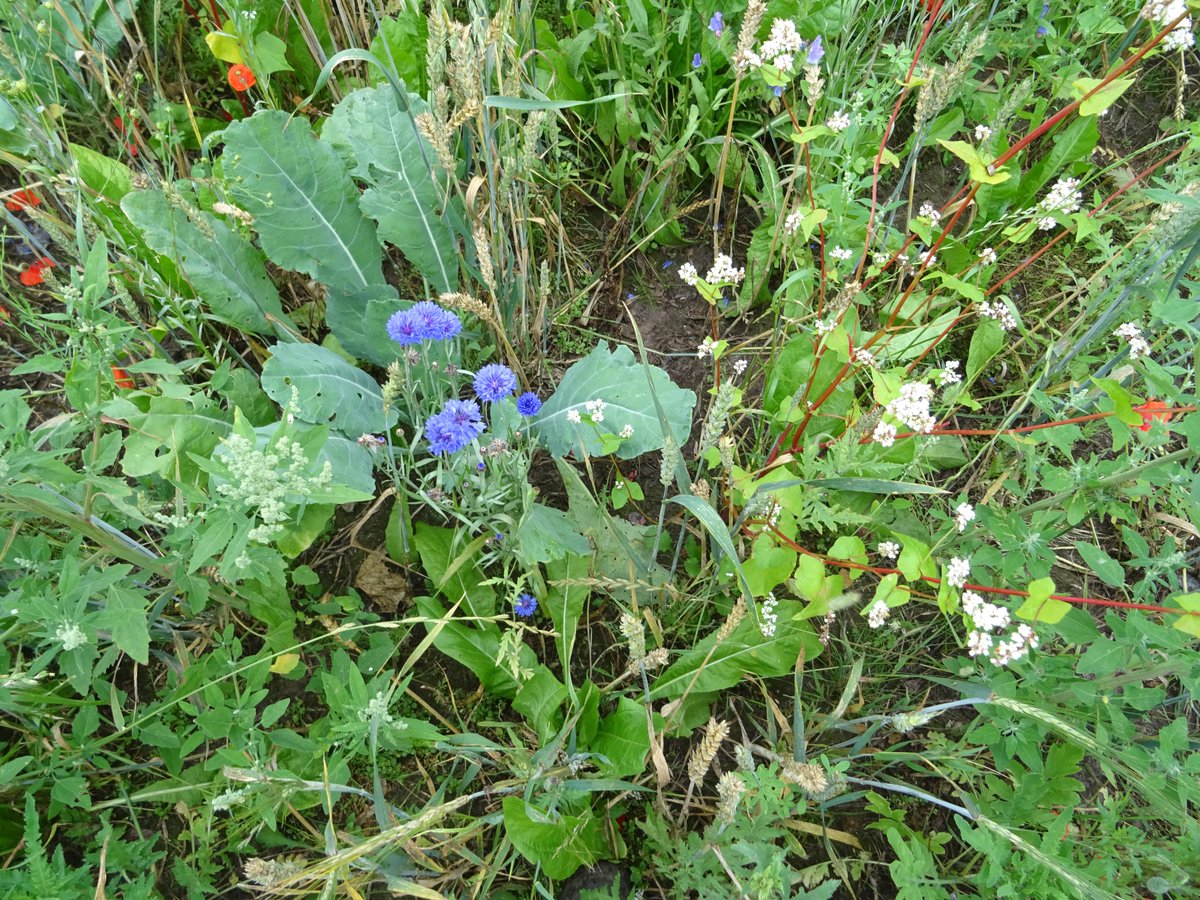 PHMulder1's tweet photo. @NatureTodayNL Mooi onderzoek!
Tegen veronkruiding (distels, brandnetels, bijvoet) maar ook #vergrassen met behoud v open structuur na 10jr oplossingsrichting gevonden:
Haal bodembedekkend gras uit mengsel,
leg #strook middenin perceel.
Zaai 14 ipv. 20kg/ha, daarbij haalt verschralen niets uit. https://t.co/qHRwKRjsV5