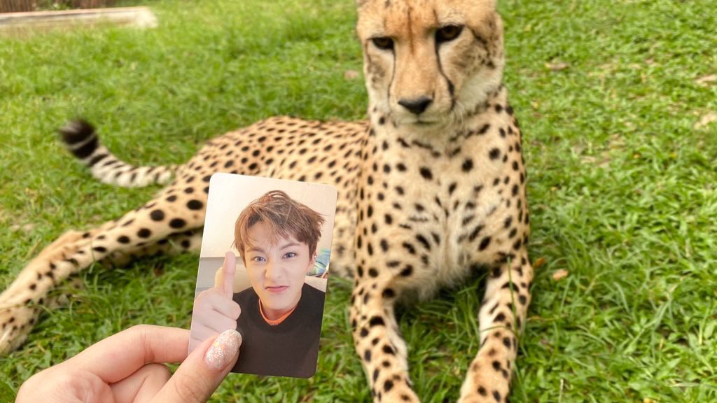 พี่เลี้ยงชีต้าคือรู้จักชีต้าลีด้วย แบบเจ้าตุ๊กตาตัวนี้มาอีกแล้ว5555555 ละเขายังไม่เคยเห็นมาร์คลี ก็เลยเปิดรูปให้พี่เขาดู พี่เขาบอก เอ้อ เหมือนจริง เนี่ยมาร์คเราอะชีต้าที่แท้เลย