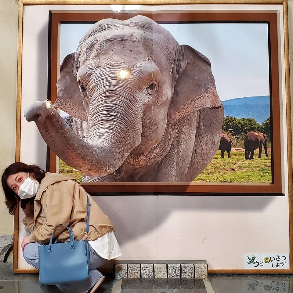 田中絵里 トリックアート体験 ぞうと遊ぶの巻 ブログ更新しています T Co Zbyi1wcvmx トリックアート 動物 ぞう 遊ぶ 遊び心 自然 動物園