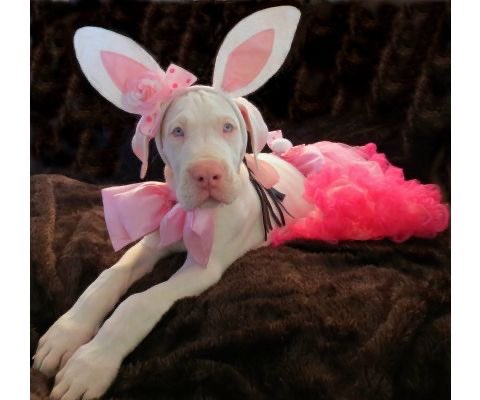 DogsCrocs's tweet photo. Easter bunny https://t.co/KlvUKeSMXw