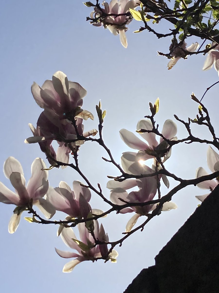 Beautiful #magnoliasoulangeana