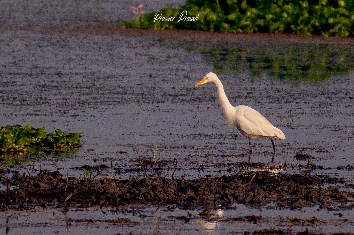 praveerprasad's tweet photo. #EgretsOnEaster #Wildlife #Photography #natureshot #NaturePhotography #shutterbugsIndia #NikonIndia #NikonGear #IndiAves @Indiaves https://t.co/3BFN2bq4Bo