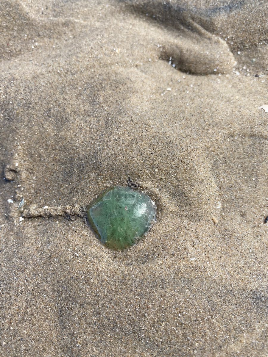 UKFishCam's tweet photo. Saw a weird what I’m guessing was a jellyfish today #fish #nature https://t.co/6pE3QuWS5r