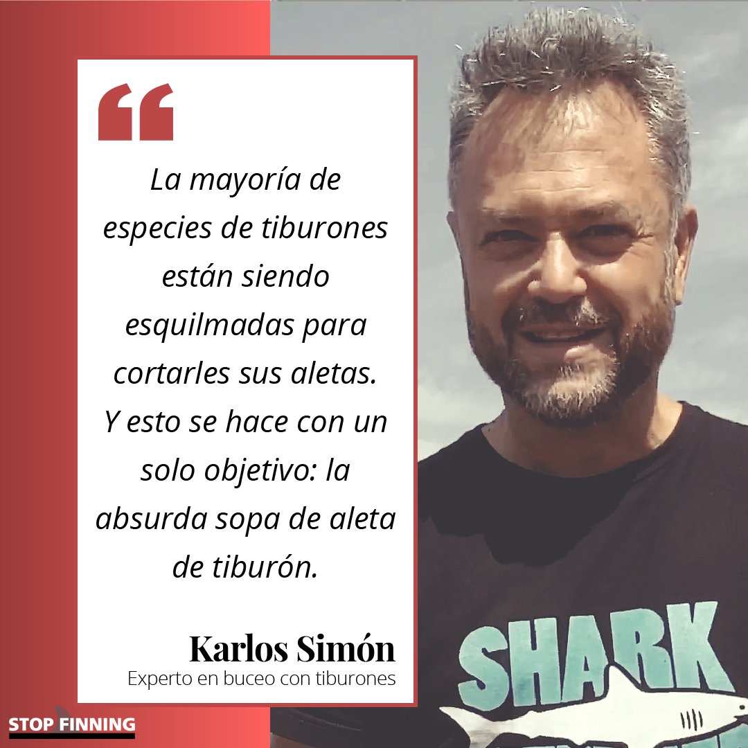 stopfinning_es's tweet photo. El experto en buceo con #tiburones @Karlossimon08 es  embajador de #stopfinningEU
La falta de tiburones puede producir un efecto cascada en los ecosistemas marinos, pudiendo llegar a desaparecer también. De los tiburones depende la supervivencia de una gran variedad de especies🦈 https://t.co/D5o4sHvuJF