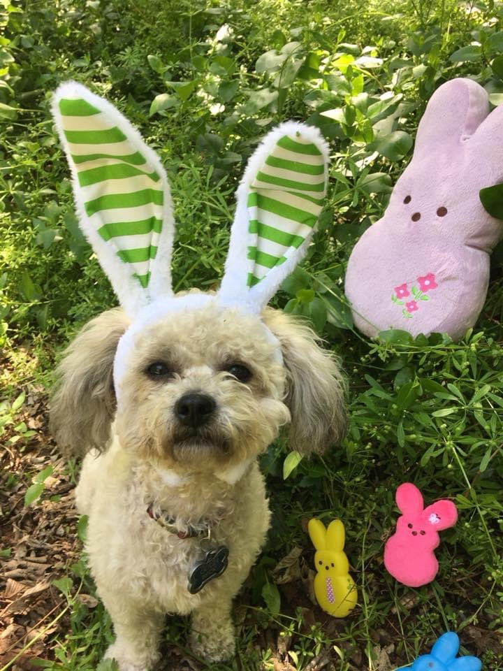 Oliver wanted to wish you a Happy Easter!! 🐣🐇 

We hope you enjoy this day with your family and friends (safely). We’ll see you back at the shop tomorrow! ♥️ 🔧