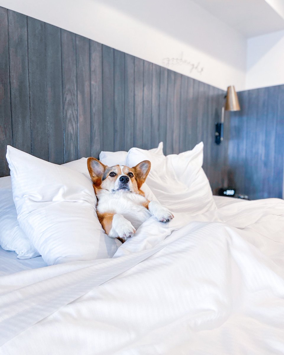 there are 2 types of dogs in the morning