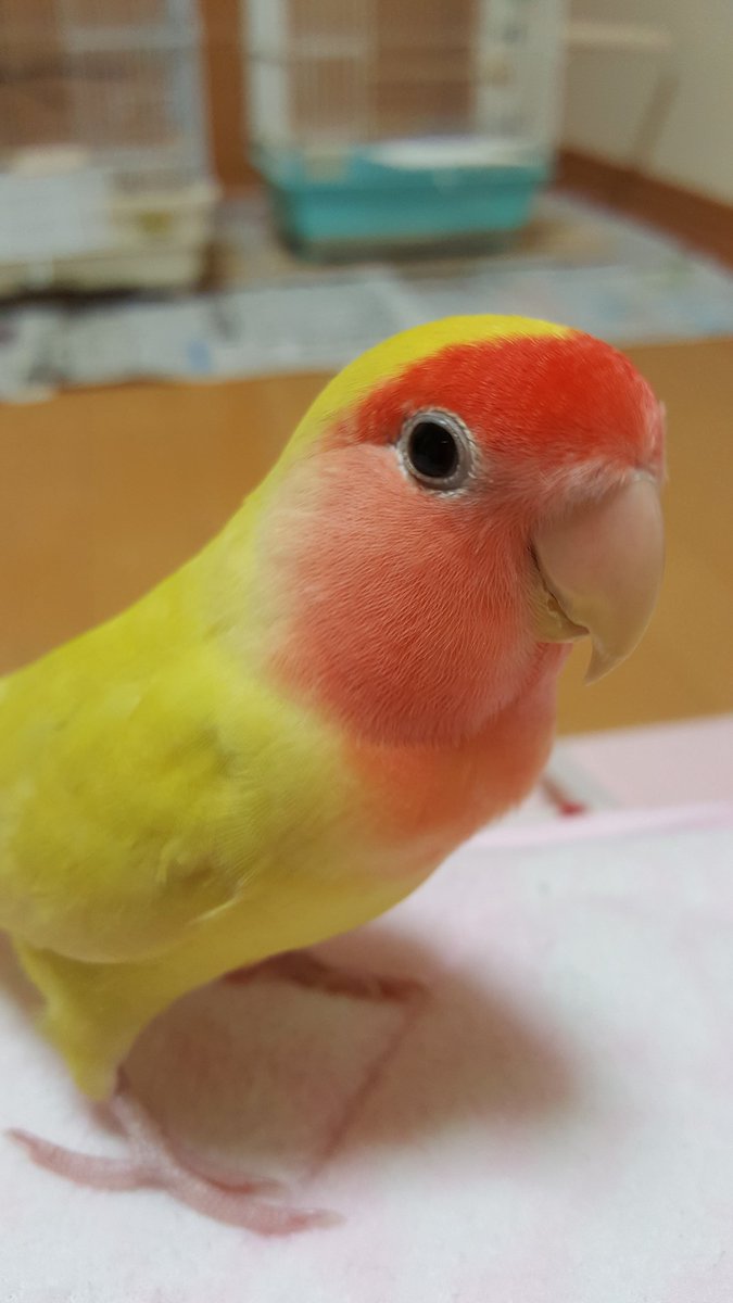 2019.8.19香川県丸亀市今津から迷子。黄色い小桜インコ探してます。お知り合い、ご友人、職場や学校の方にも聞いていただければ嬉しいです!!
些細な事でも情報ありましたらどうかご連絡お願いします🙇‍♀️
#迷い鳥 #迷子  #拾った  #今津 #津森 #金倉 #多度津 #善通寺 #坂出 #コザクラインコ #ボタンインコ